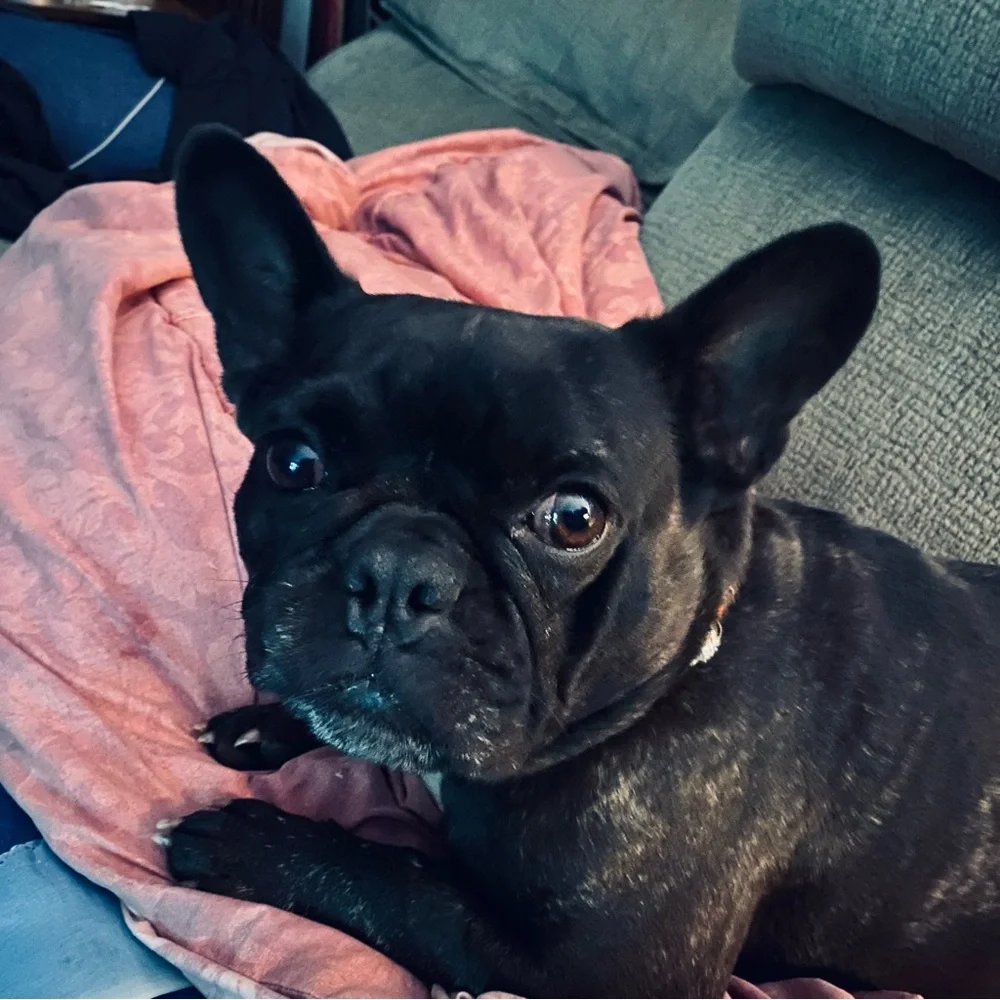 🐾Meet Ella! 🐾 NOT FOR SALE, EVER! - Picture 12 of 16